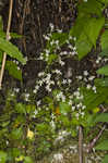 Golden eye saxifrage